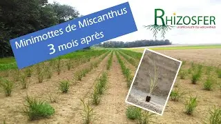 Plantation de Miscanthus en Mottes à 3 mois