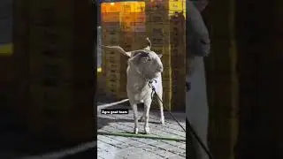 Top quality bantam #goat #ytshorts #shorts #goatfarmbusiness #goatfarming #goatfarmingbusiness