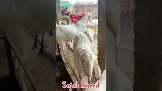 Sojat breed.Sojat breed.White goat.Jamunapari goat Goat breed#goat #shorts #sojatbakra #drvinayvets
