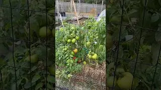 This Tomato Plant LAUGHS At Cool Fall Weather!