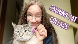 calming cat collars: do they help fighting cats?