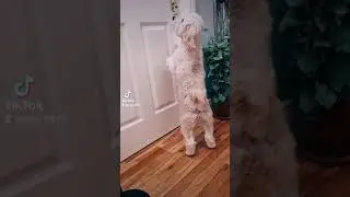 🐶: mom doesn't love me anymore. 😔