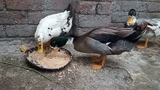 Why You Shouldn't Mess with Aggressive Ducks | how ducks bathing in tub |  A funny day with ducks,