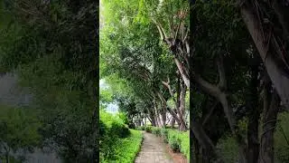 #shortsvideo #shortvideo #shortsfeed #shorts #short #nature #green #earth #fypシ #fyp #reels #vlog