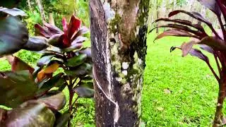HAVE YOU SEEN A RUBBER TREE? #nature #rubbertree #savetrees