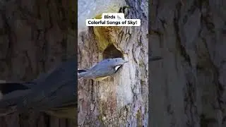 Birds 🐦 #birds #nature #wildlife #flying #song #animal #sky #colorful #feathers #parrot #reels #fun
