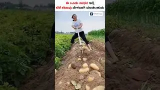 Zero Cost Potato Harvesting Tool #shorts #potatoharvest #tool #zerocosttool