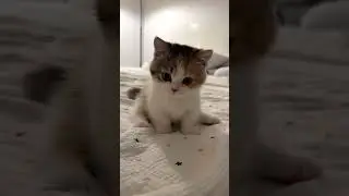 &ldquo;Adorable Cat Having Fun Sitting on the Bed 😂🐾&rdquo; #catshorts