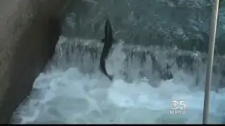 Poor Salmon Season Could Be In Store Despite Abundance Of Water