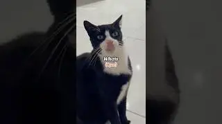 Mi gato&hellip; mi estr&eacute;s 🙀😹 #gatogracioso #gatosadorables #gatosquehablan #shortsfunny #humorgatos #gato