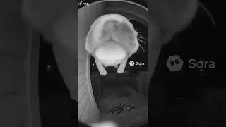 This dog is flying? #flying #dog #doorbell #flyingdog #shorts #funny #sora #sora2 #ai