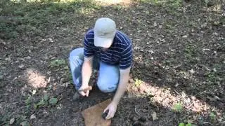 Three Edible Native Plants of the Southeast and How to Eat Them