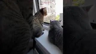 💗 Cat Borya with her Kitten Mimi looking out the window 💗