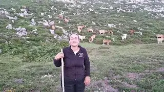 El helicóptero 🚁 ha asustado a las vacas😩‼️