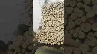 Italian poplar pure white Punjab call for nursery 03120151856