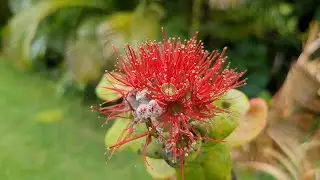 Ohia Trees Taking Root on Other Plants - Big Island Hawaii Vlog