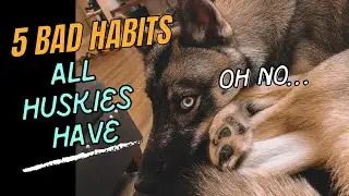 5 BAD HABITS all HUSKIES have 🐺