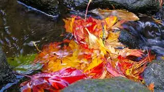 [4K Video Demo] 4K Video Uhd - Japanese Garden  2160p WEB DL AAC2 0 x264