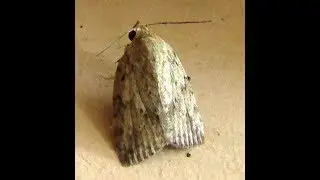 Genus Barasa Moth