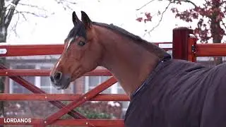 Lordanos * 1993 by Landos x Ahorn Z (Sosath Stallion Show 2021)