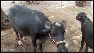 bhenson ky bary information|bhens ki achi nasal|buffalo ki pehchan|buffalo ki deri form