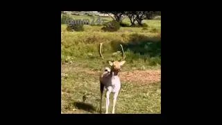 When you&rsquo;re the baddest dude in town and everyone knows it. 💪&nbsp;#wildlife #ohdeer # #wildlifepark #cc