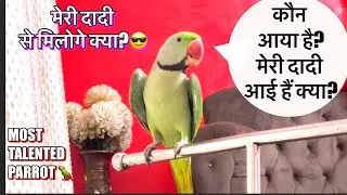 मम्मी कौन आया है?🦜बोलने वाला तोता 🦜 Talking Parrot 🦜 Chiku 