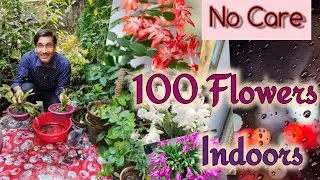Growing Christmas Cactus indoors is So easy you cannot believe