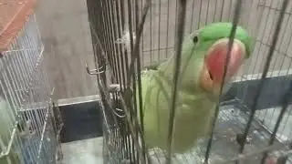 Poultry birds vlogs,Male parrot k Liya female parrots ly aahy aj