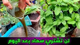 سماد طبيعي رقم 1 مجاني 100%.. لن ترمي أوراق النباتات بعد اليوم