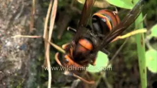 This Wasp can carry away and eat up 100 bees in a day!