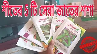 শীতের 5 টি সেরা শশার জাত। এবং সকল সমস্যার সমাধান।
