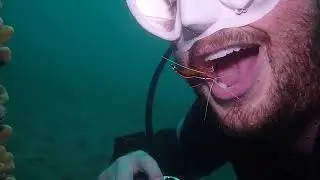 Diver gets teeth cleaning from friendly cleaner shrimp