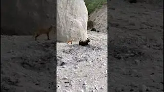 Лиса докопалась до медведя, который докопался до заначки на Курилах☺️ Видео: Адреналин тур