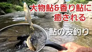NO12【癒し釣行】渓流相の美しい渓で香り鮎＆大物連発！   　友釣りオレ流