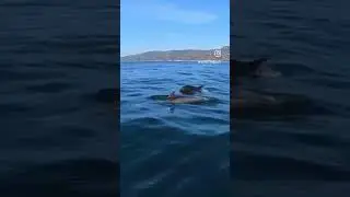 Chasing Dolphins in Malibu...