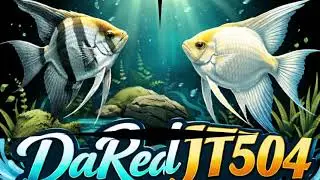 Welcome to Angelfish Care & Aquariums | DaRealJT 🐠