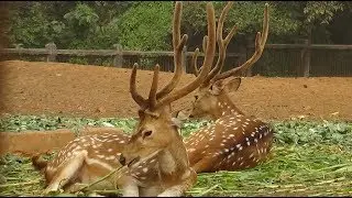 The Private Life of Deer - Amazing Nature Documentary