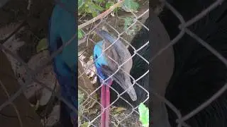 Amazing Cassowary! Most Dangerous Bird in the World!