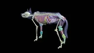 Design Video: Dog Phantom