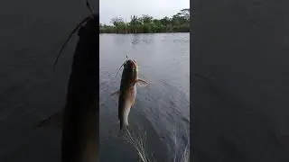 mancing di laut umpan langsung di samber ikan keting babon#fishing