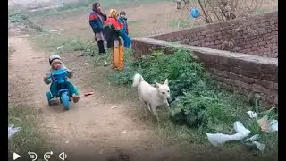 Russian dog runs behind kids cycle/smells scent of kid/pees on grass/eagles flying in foggy sky usa