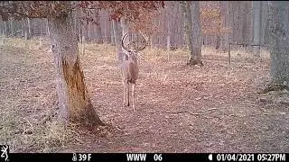 Trail cam video Big Bucks = Big Rubs