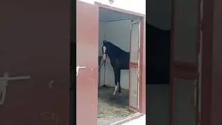 #black #and #ablak #horse #horse_lovers #horseriding #kathiyawadi #andhrapradesh #viral #india