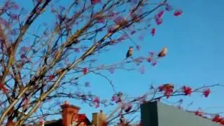 Waxwing in Stourbridge UK