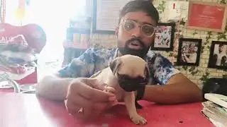 Pug Puppy &ndash; Price, Care, Personality, Food & Facts | Rudrapur