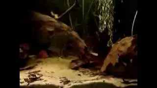 MOV05579