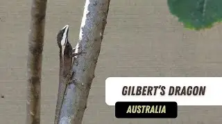 Gilberts Dragon