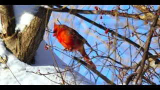Winter Birding 8k