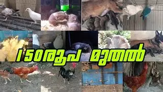 😁Puppys❤️Birds💗Hen❤️Dogs😍Puppys Sale Kerala🤩New Sale Post Video🤑Pets Farm Kerala💖Parava sale kerala😌